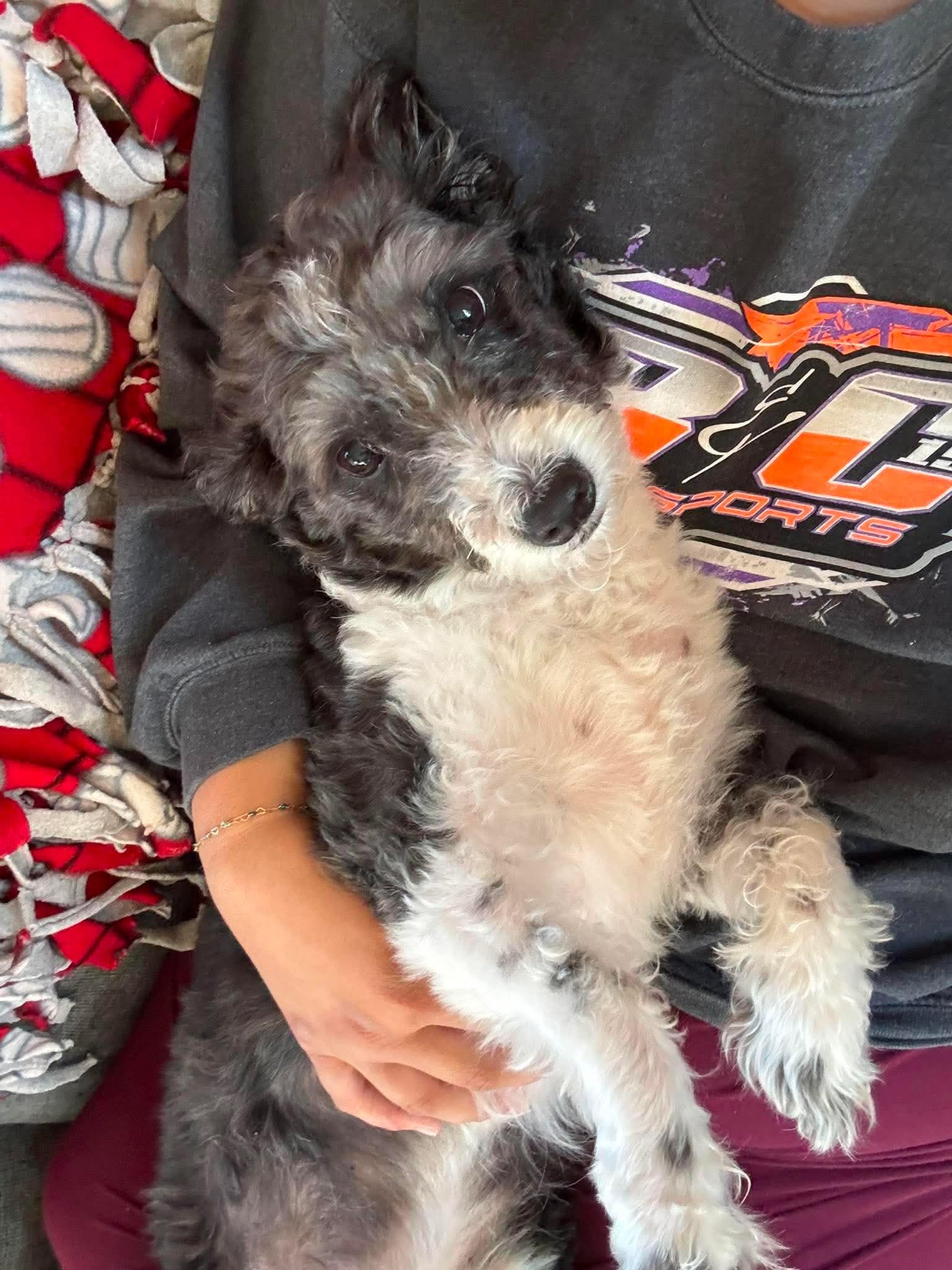 Yadi, adopted, Adult Male Poodle & Corgi.