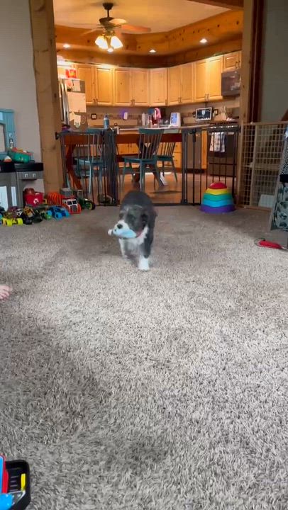 Enlarge Yadi, an adopted mixed breed in Byron, IL video 2/5