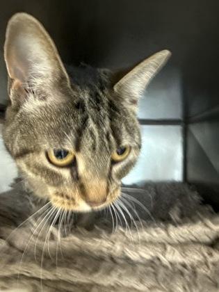 Enlarge Mistix - Available in Foster, a Adoptable Domestic Short Hair in Madison, NJ image 1/2