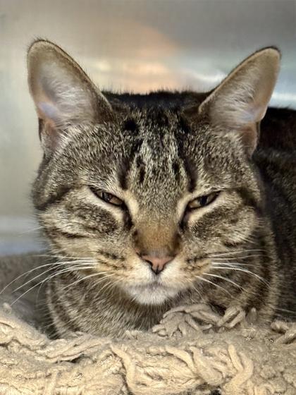 Enlarge Mistix - Available in Foster, a Adoptable Domestic Short Hair in Madison, NJ image 2/2