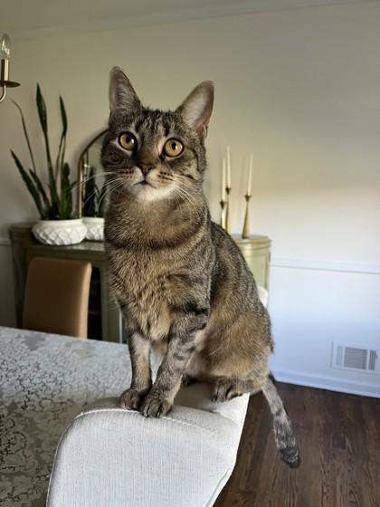 Enlarge Mistix, a Adoptable Domestic Short Hair in Madison, NJ image 1/3