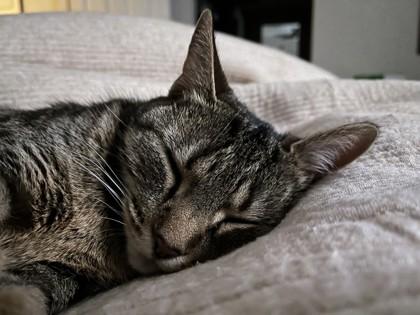 Enlarge Mistix, a Adoptable Domestic Short Hair in Madison, NJ image 2/3