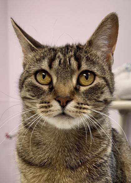 Enlarge Mistix, a Adoptable Domestic Short Hair in Madison, NJ image 3/3