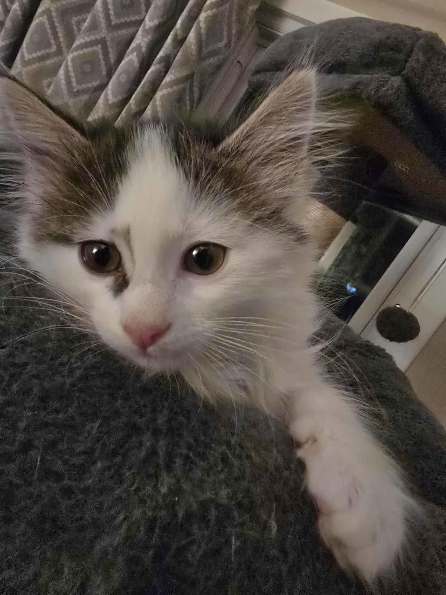 Capi - Affectionate snuggly playful kitten photo 2