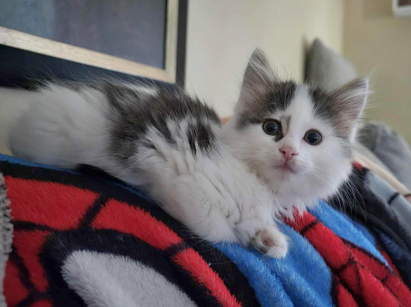 Capi - Affectionate snuggly playful kitten, Baby Female Domestic Short Hair