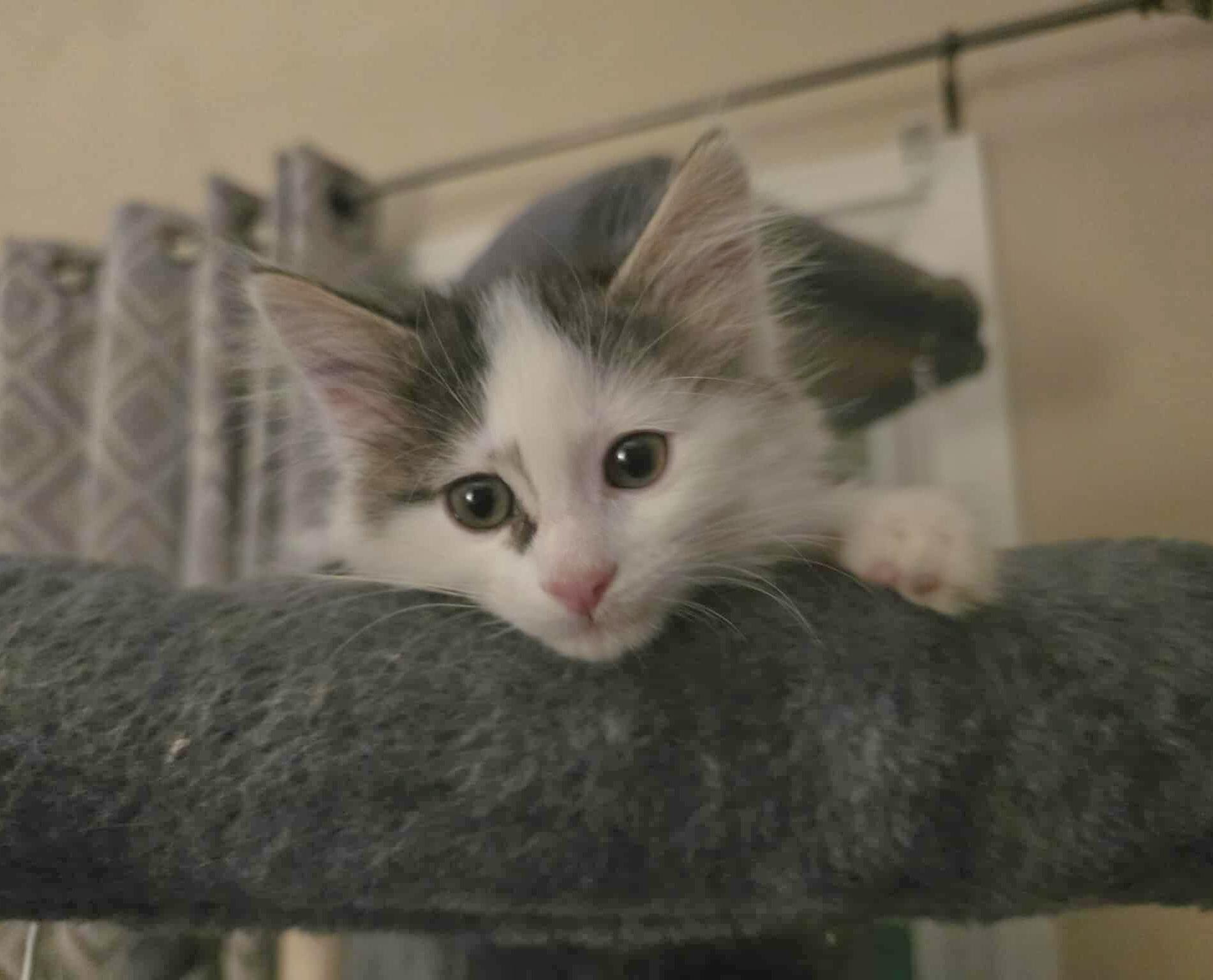 Capi - Affectionate snuggly playful kitten photo 3
