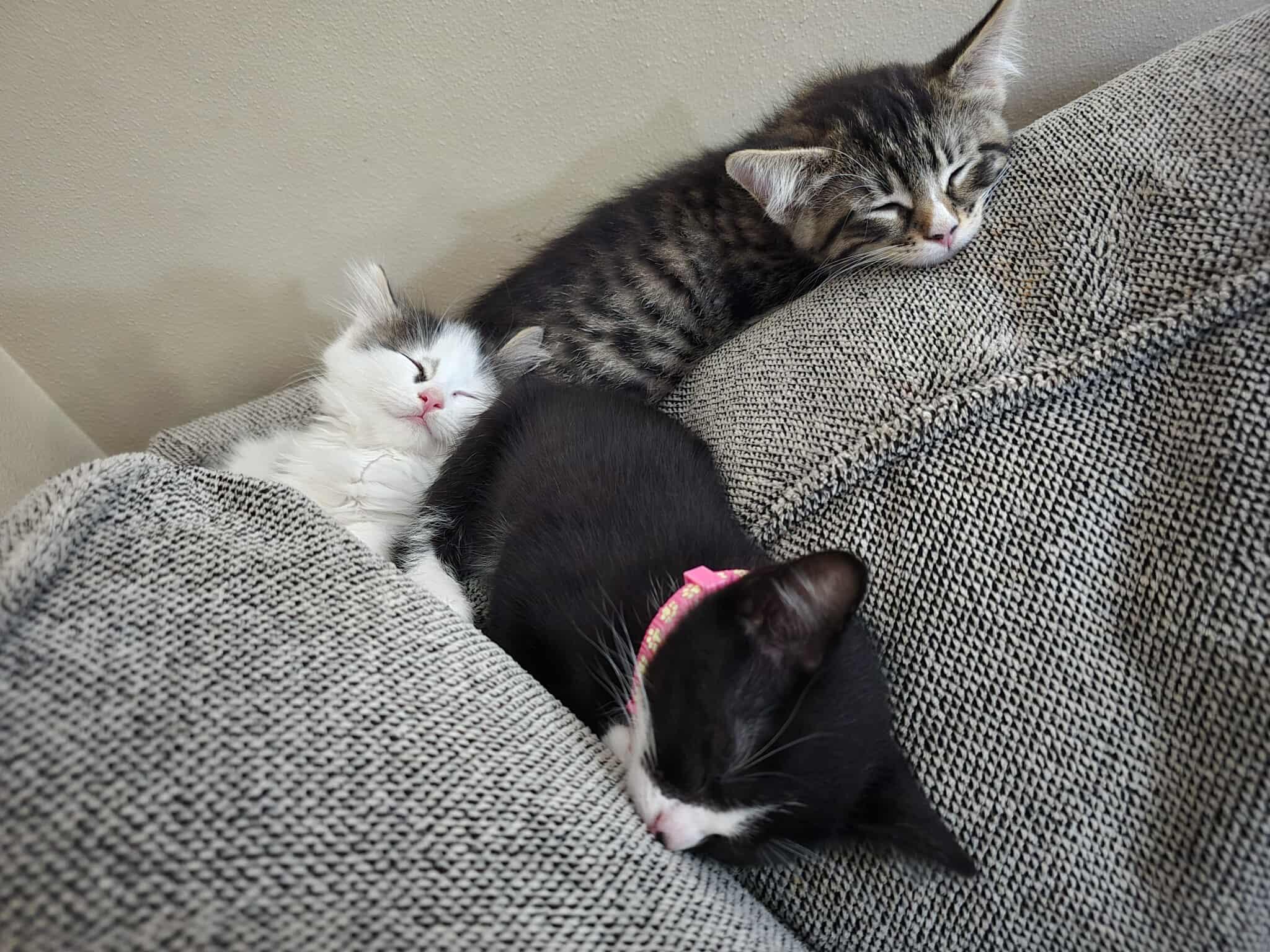 Capi - Affectionate snuggly playful kitten photo 5