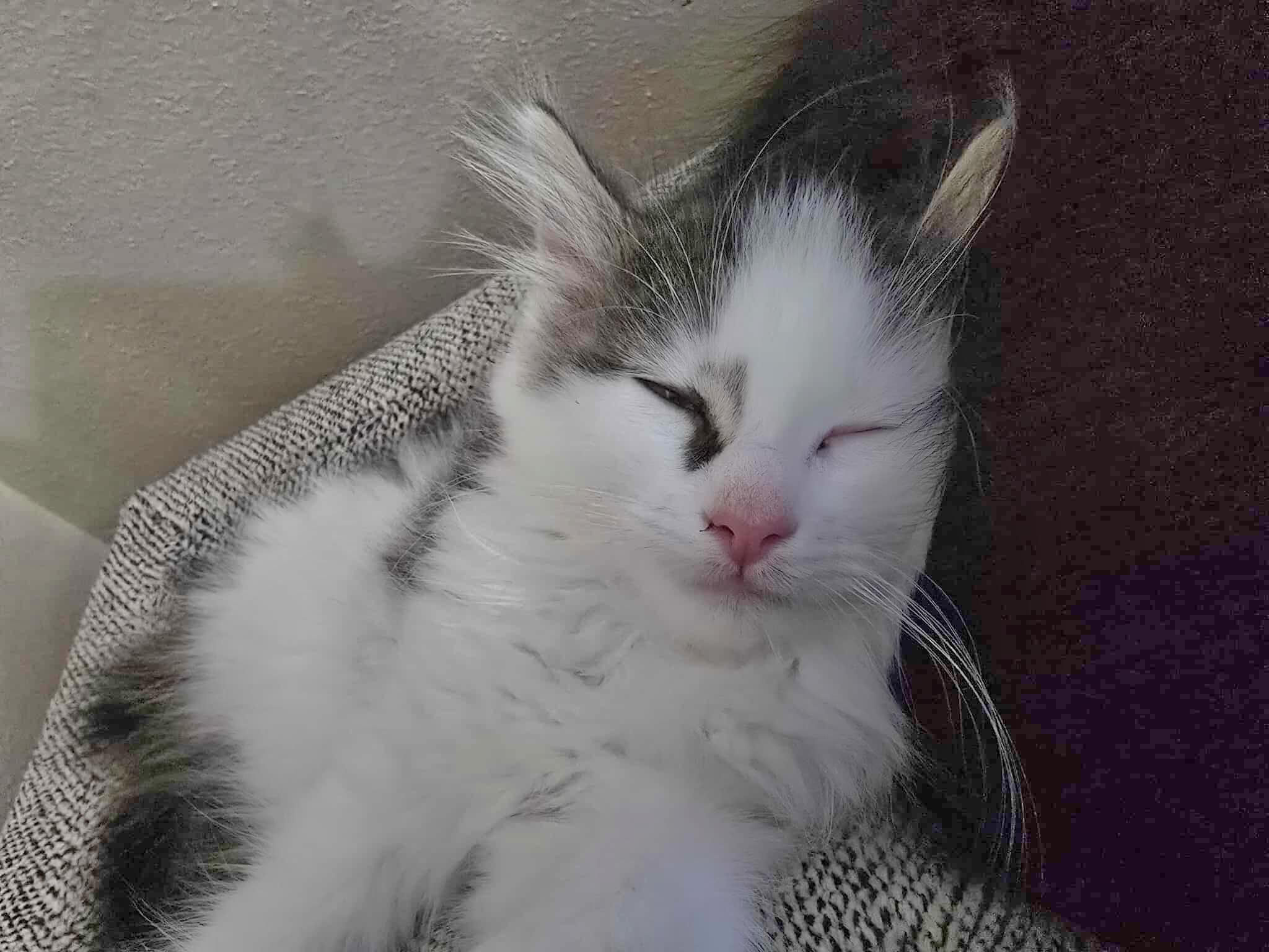 Capi - Affectionate snuggly playful kitten photo 4