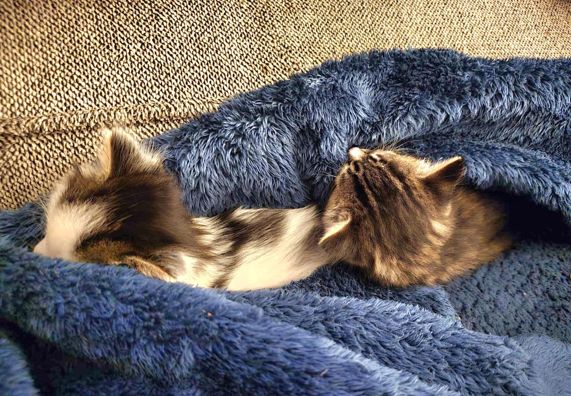 Capi - Affectionate snuggly playful kitten photo 6