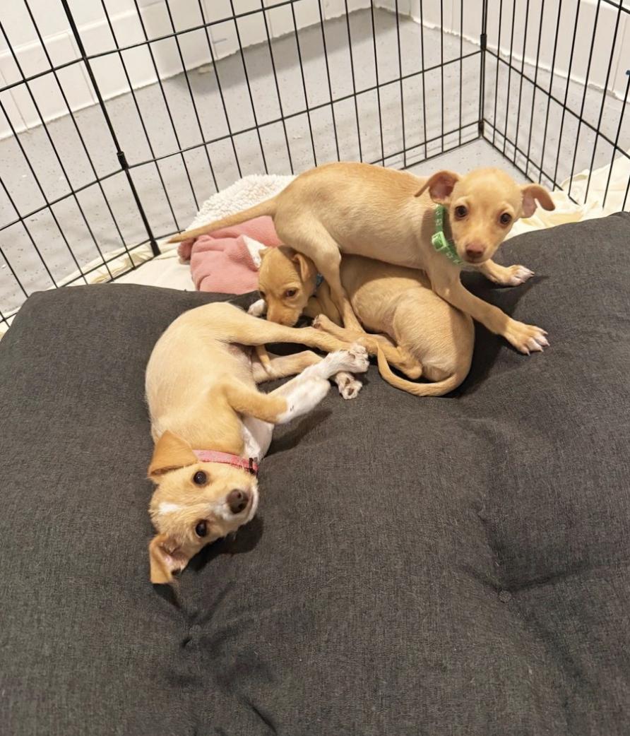 The Bagel Litter Meet the Bagel Litter Asiago Pumpernickel and Sesame are 6-w