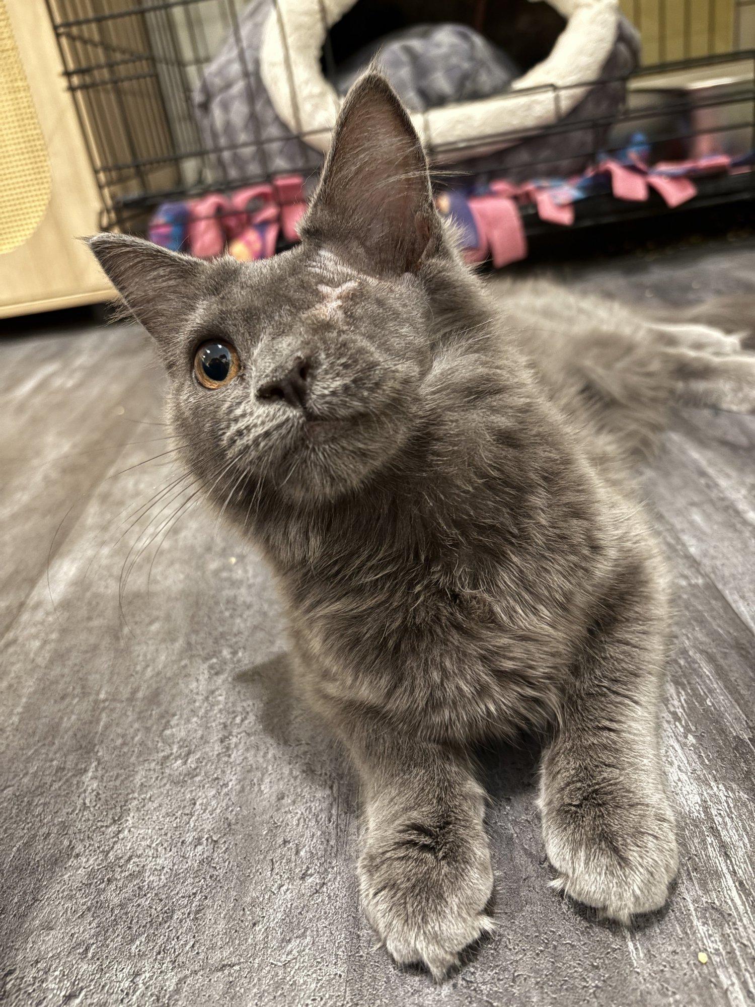 Leela, an adoptable Domestic Long Hair, Nebelung in Santa Clara, CA, 95050 | Photo Image 1