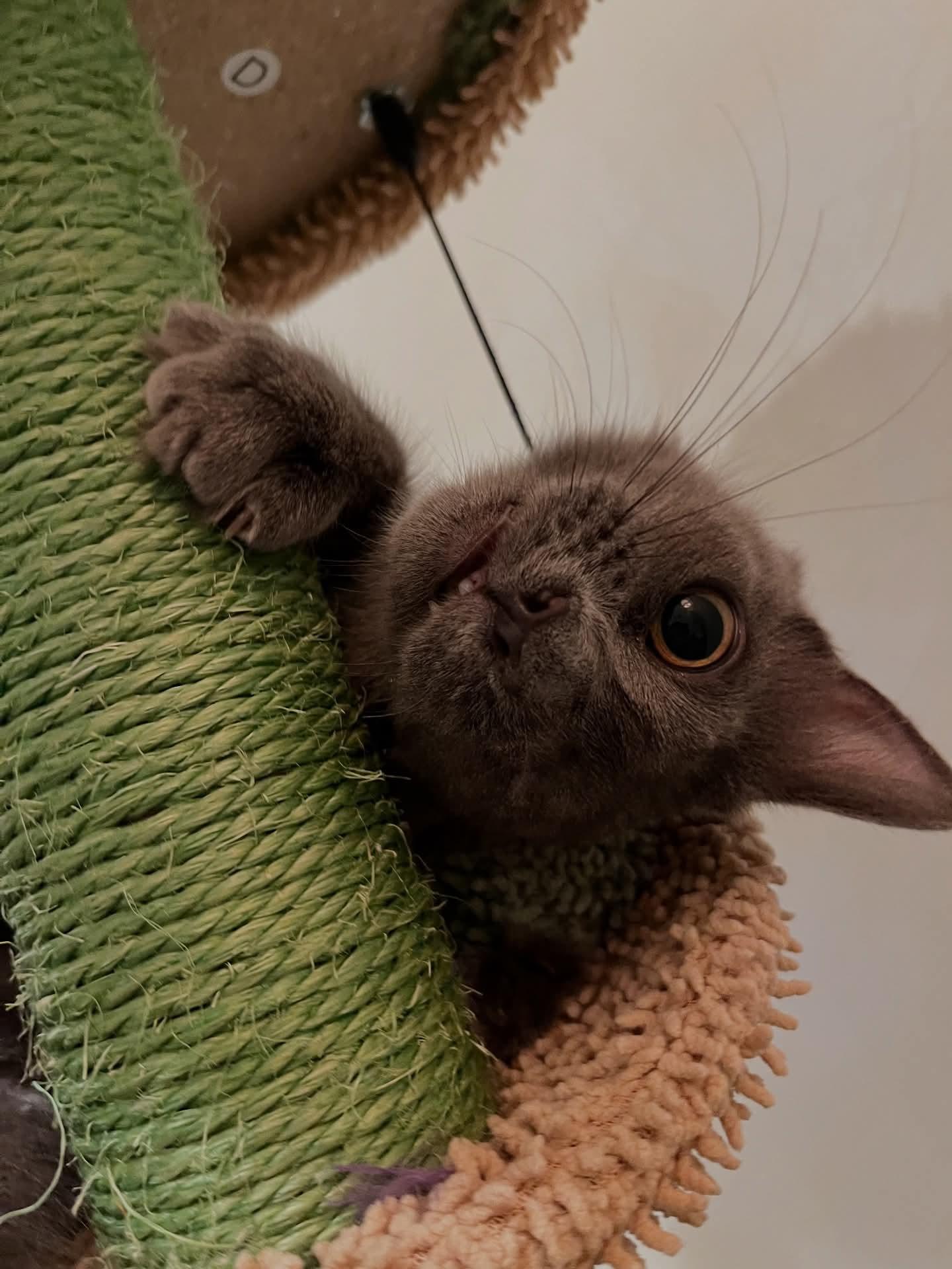 Leela, an adoptable Domestic Long Hair, Nebelung in Santa Clara, CA, 95050 | Photo Image 4