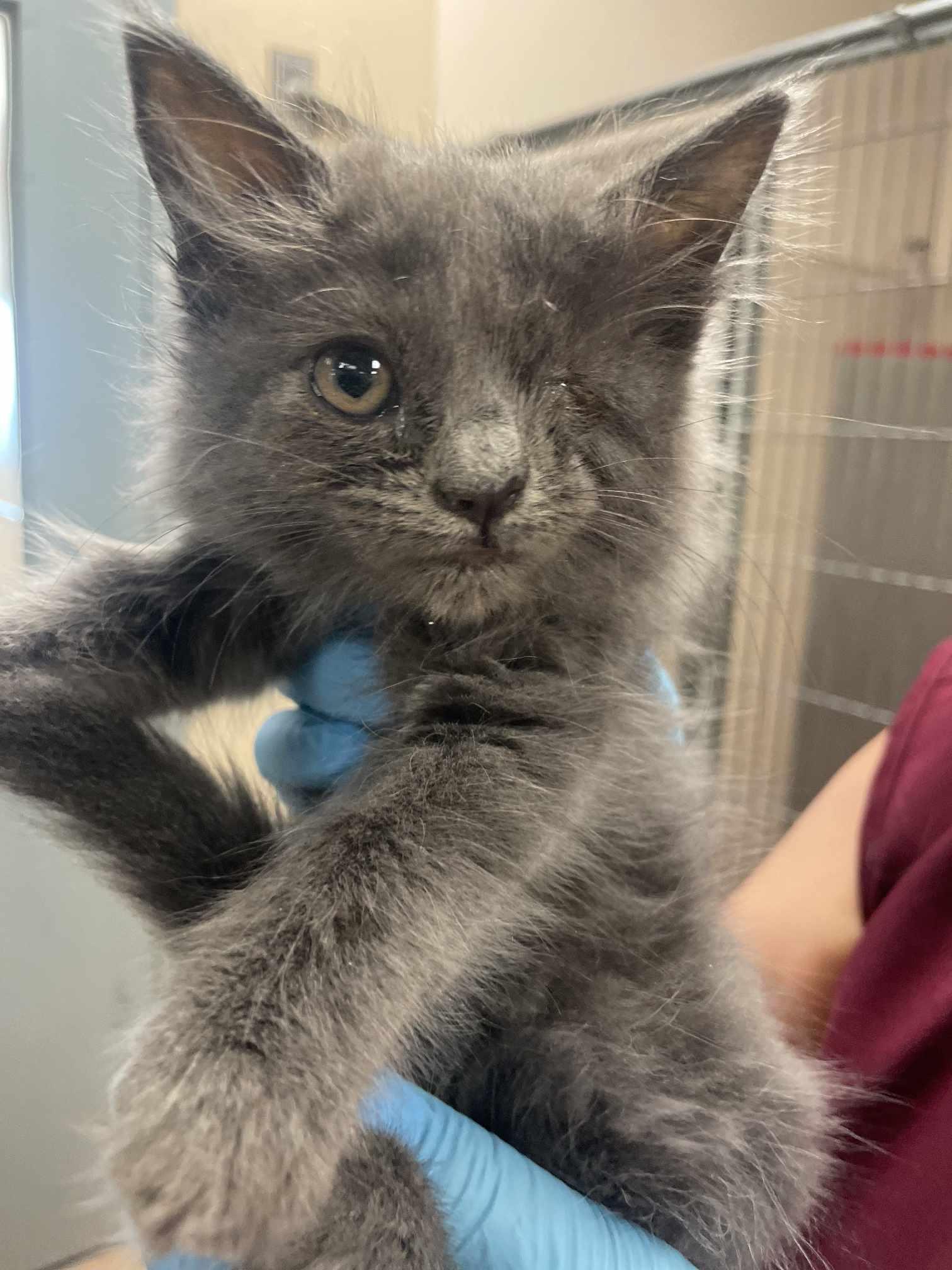 Leela, an adoptable Domestic Long Hair, Nebelung in Santa Clara, CA, 95050 | Photo Image 6