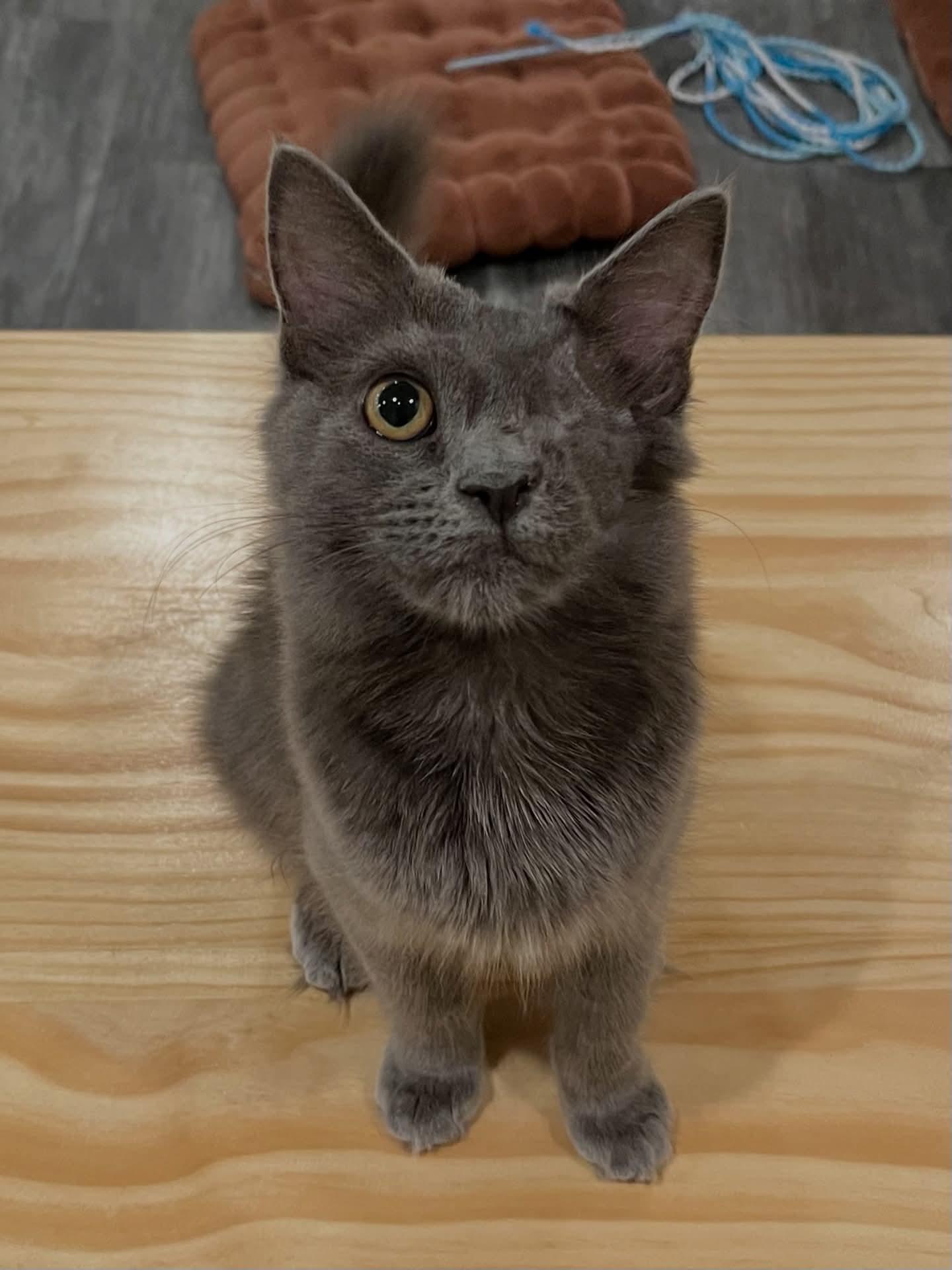 Leela, an adoptable Domestic Long Hair, Nebelung in Santa Clara, CA, 95050 | Photo Image 5