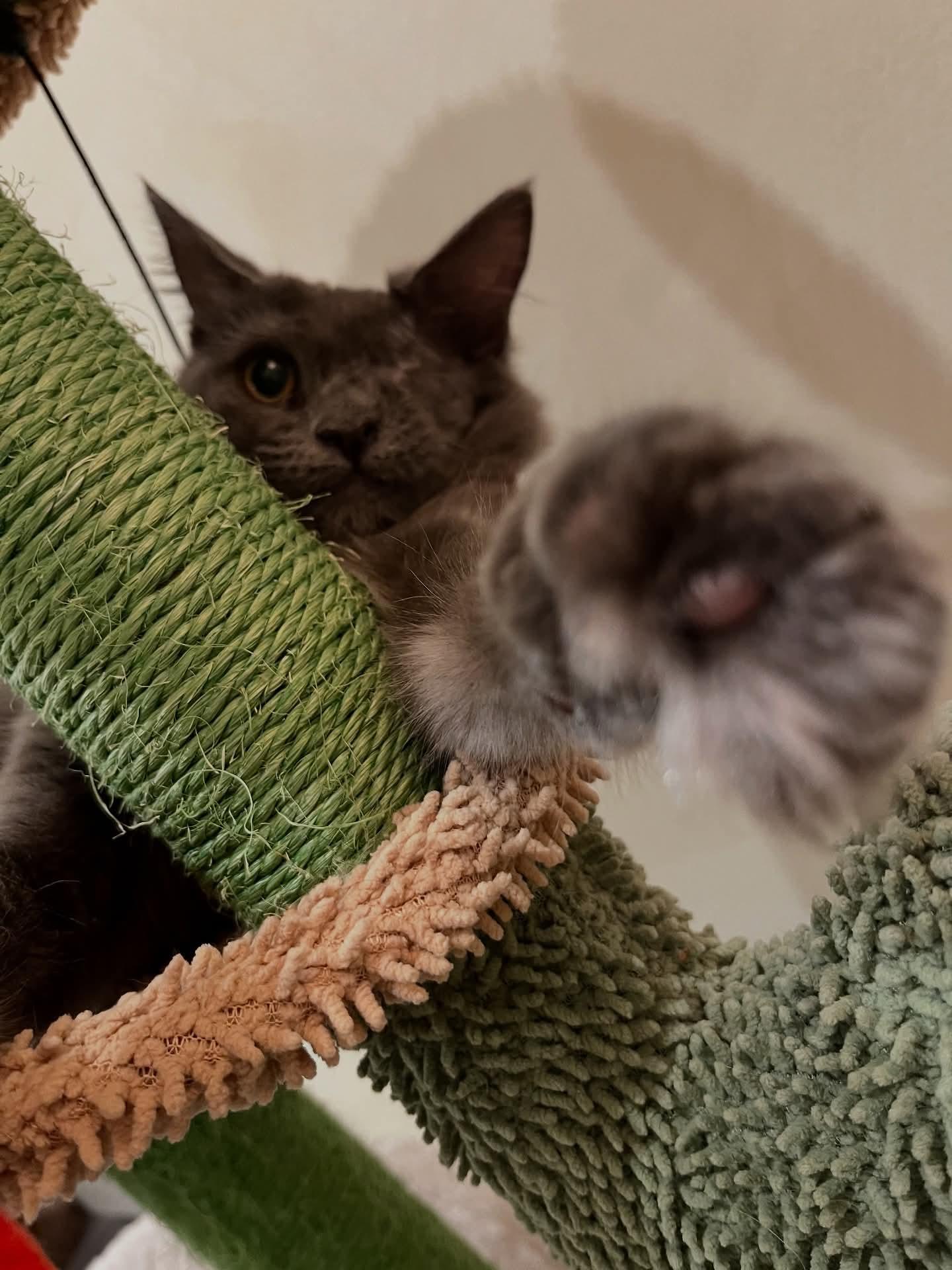 Leela, an adoptable Domestic Long Hair, Nebelung in Santa Clara, CA, 95050 | Photo Image 3