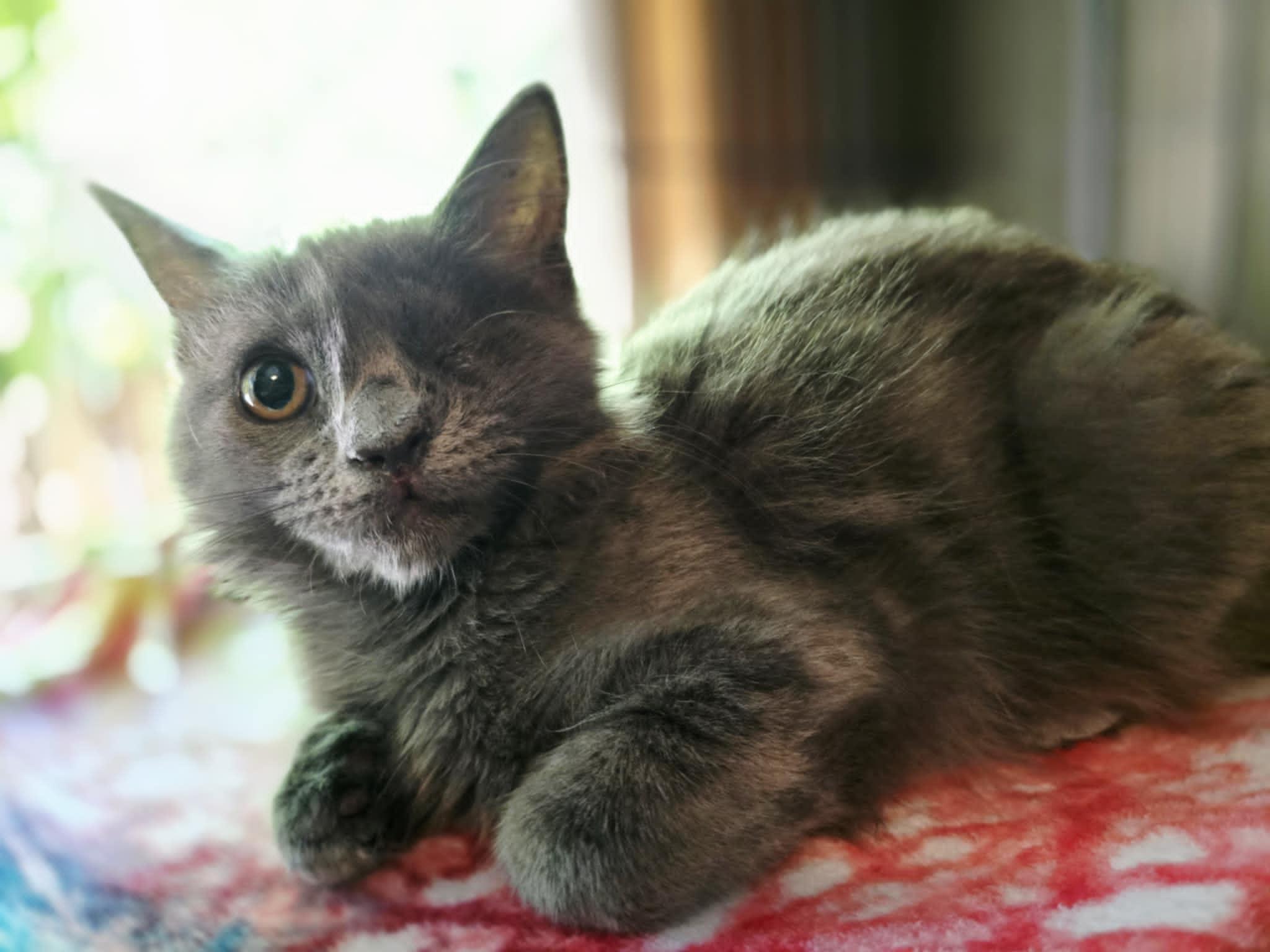 Leela, an adoptable Domestic Long Hair, Nebelung in Santa Clara, CA, 95050 | Photo Image 2