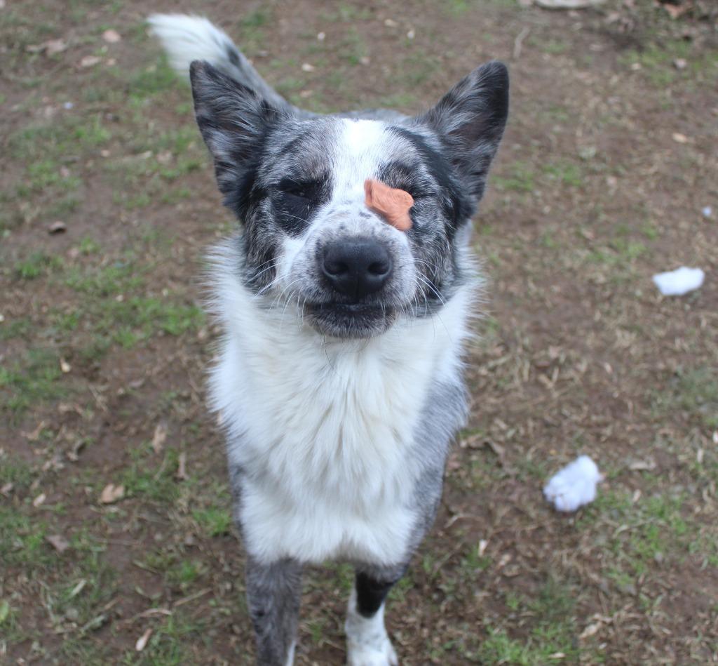 Enlarge Smoke, a Adopted Australian Cattle Dog / Blue Heeler in Benton, AR image 1/4