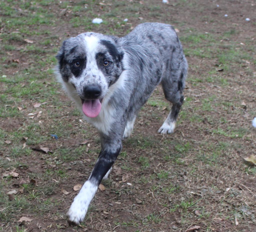Enlarge Smoke, a Adopted Australian Cattle Dog / Blue Heeler in Benton, AR image 2/4