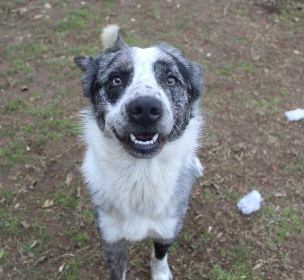 Enlarge Smoke, a Adopted Australian Cattle Dog / Blue Heeler in Benton, AR image 3/4
