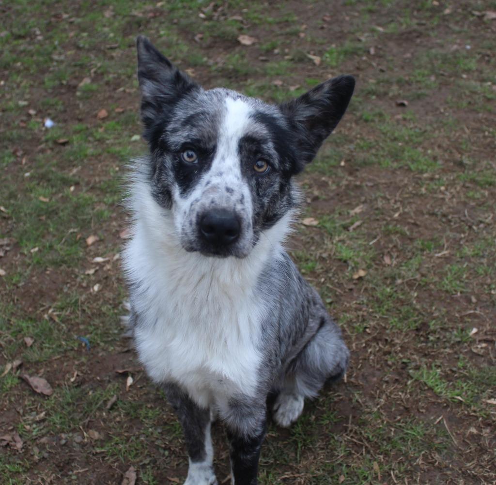 Enlarge Smoke, a Adopted Australian Cattle Dog / Blue Heeler in Benton, AR image 4/4