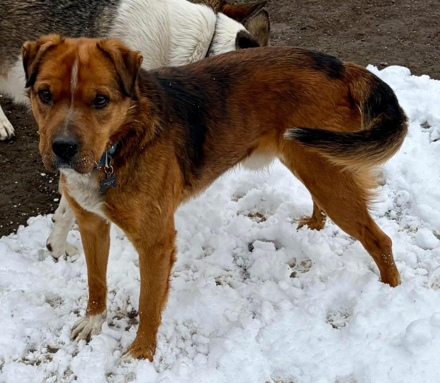 Enlarge Buddy, a Adoptable mixed breed in Hardin, MT image 1/2