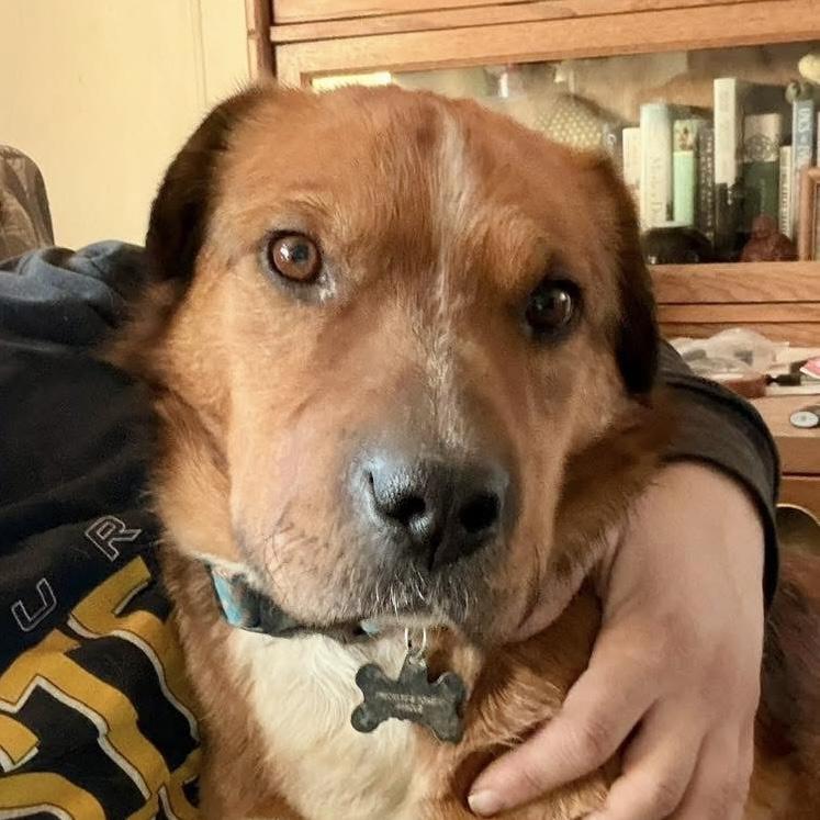 Enlarge Buddy, a Adoptable mixed breed in Hardin, MT image 2/2