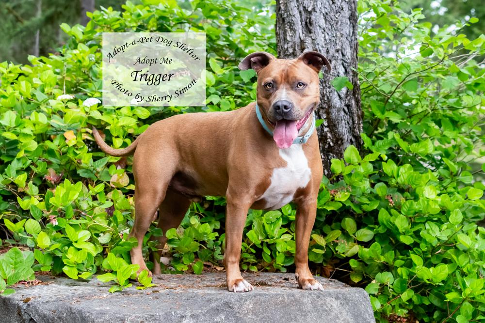 TRIGGER, a Adoptable Pit Bull Terrier in Shelton, WA image 3/6