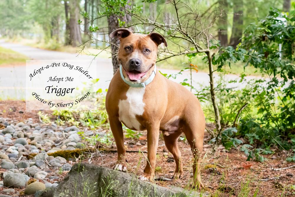 TRIGGER, a Adoptable Pit Bull Terrier in Shelton, WA image 5/6