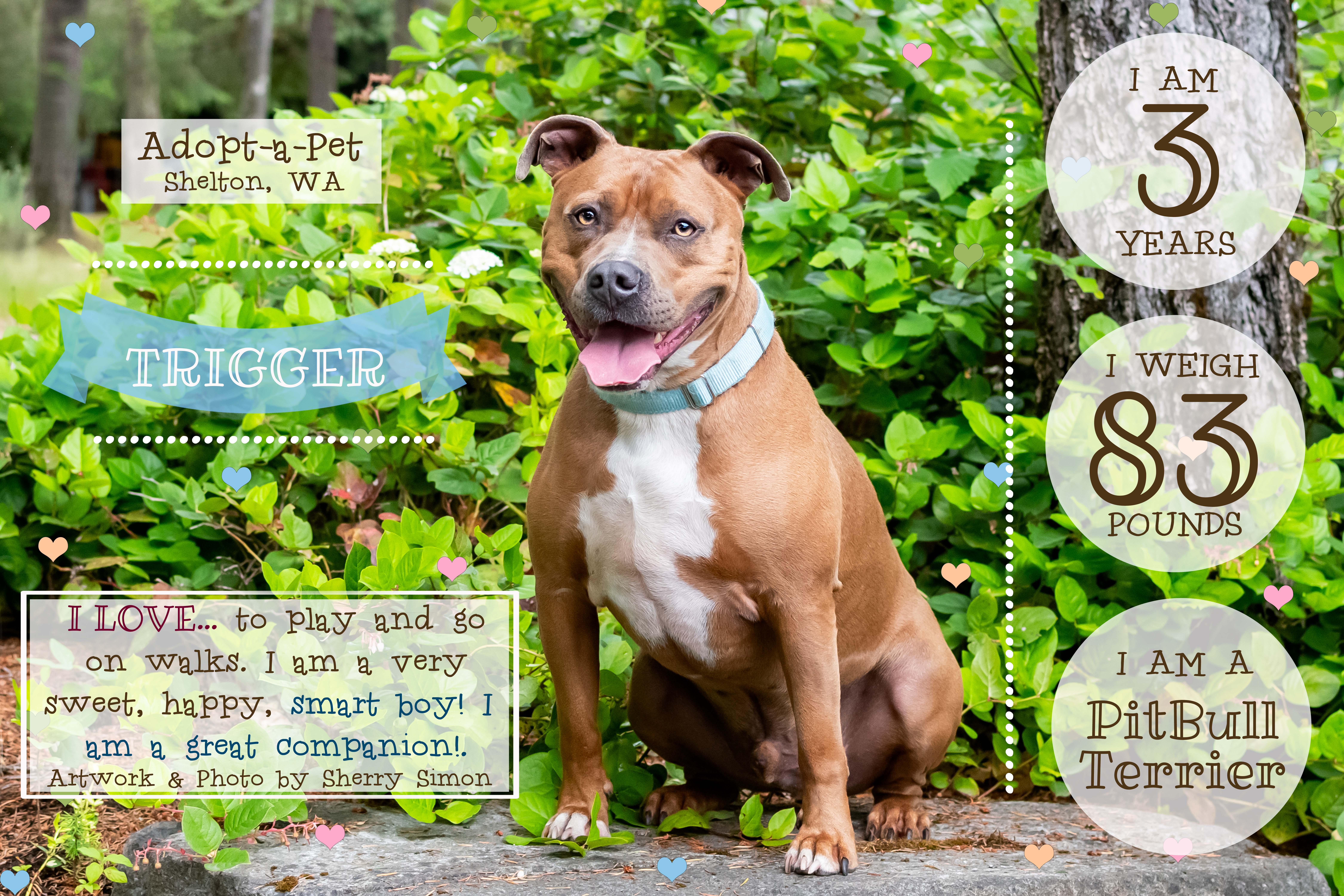 TRIGGER, a Adoptable Pit Bull Terrier in Shelton, WA image 2/6