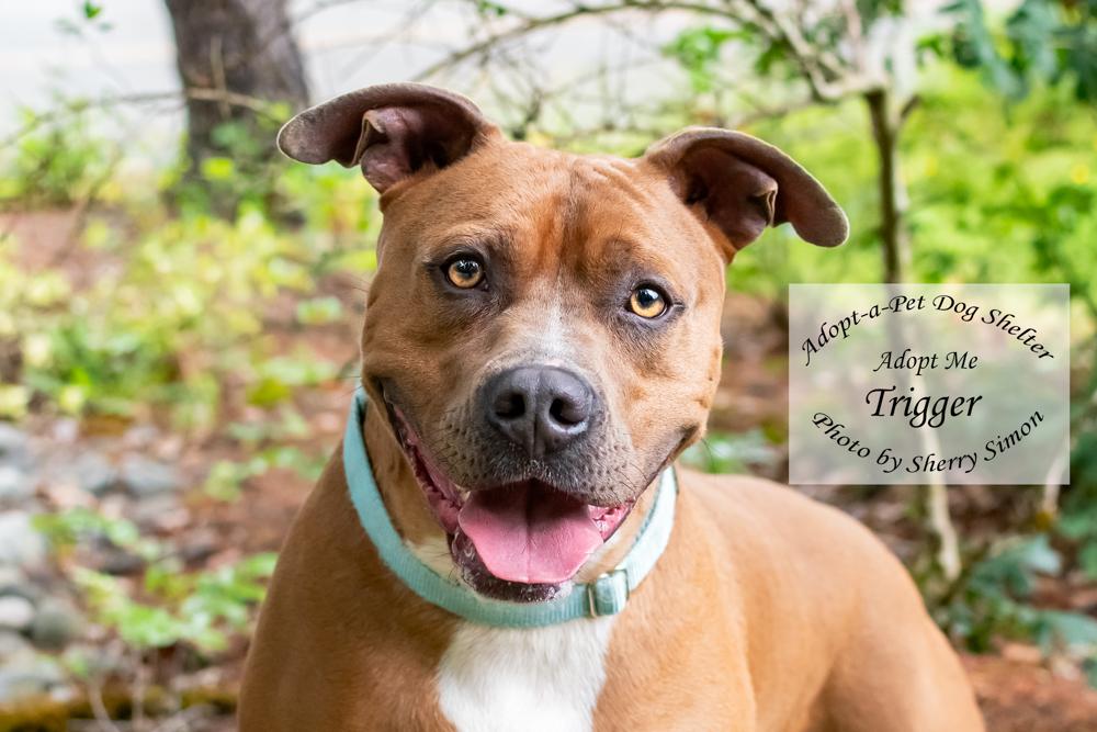 TRIGGER, a Adoptable Pit Bull Terrier in Shelton, WA image 1/6