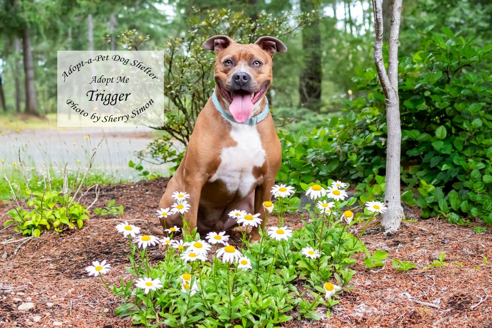 TRIGGER, a Adoptable Pit Bull Terrier in Shelton, WA image 4/6