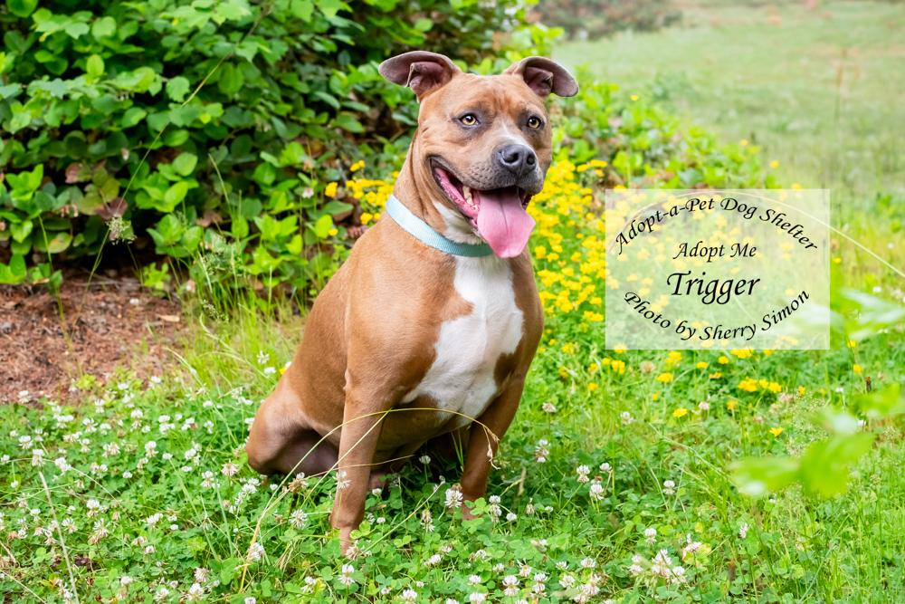 TRIGGER, a Adoptable Pit Bull Terrier in Shelton, WA image 6/6