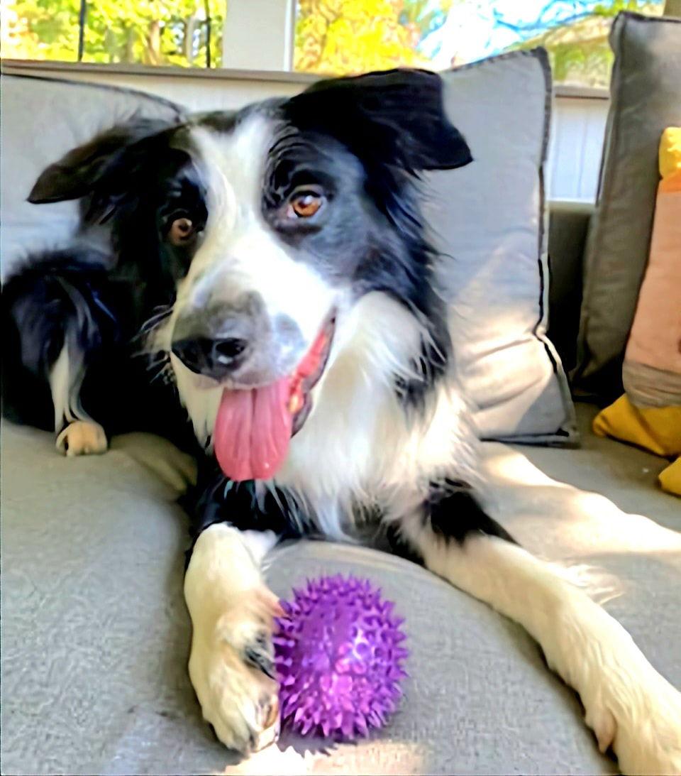 Briggs, a Adoptable Border Collie in Rockville, MD image 1/3