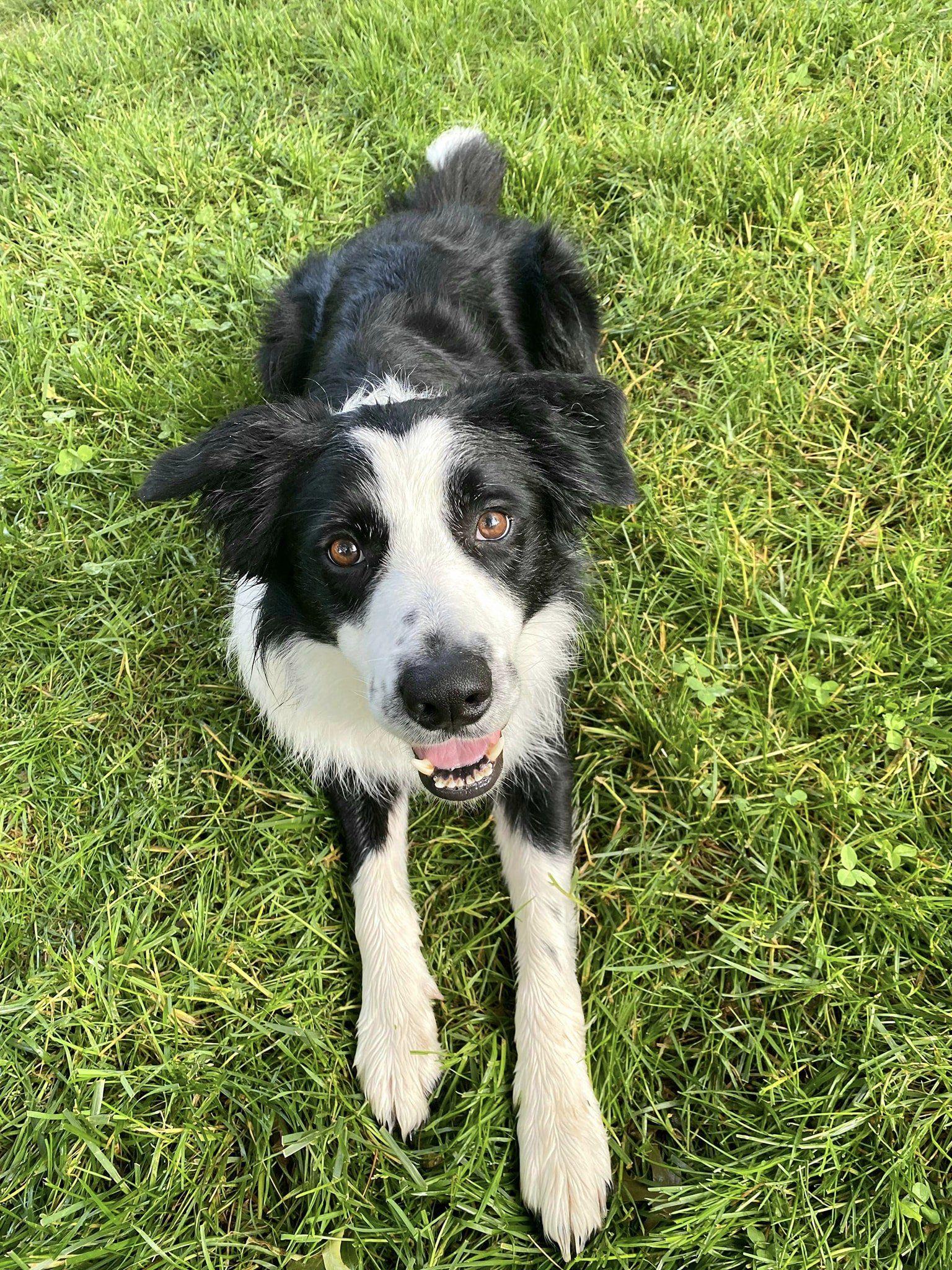 Briggs, a Adoptable Border Collie in Rockville, MD image 2/3