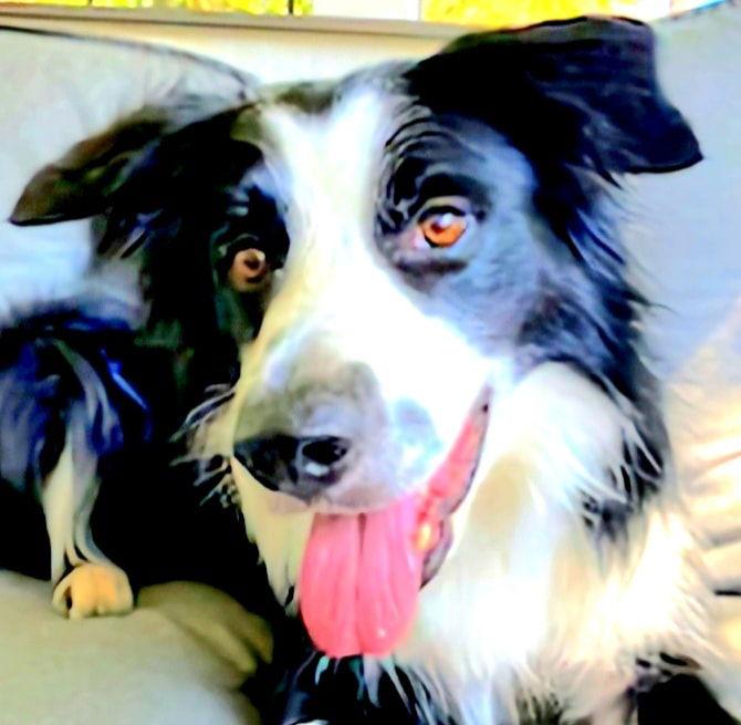 Briggs, a Adoptable Border Collie in Rockville, MD image 3/3