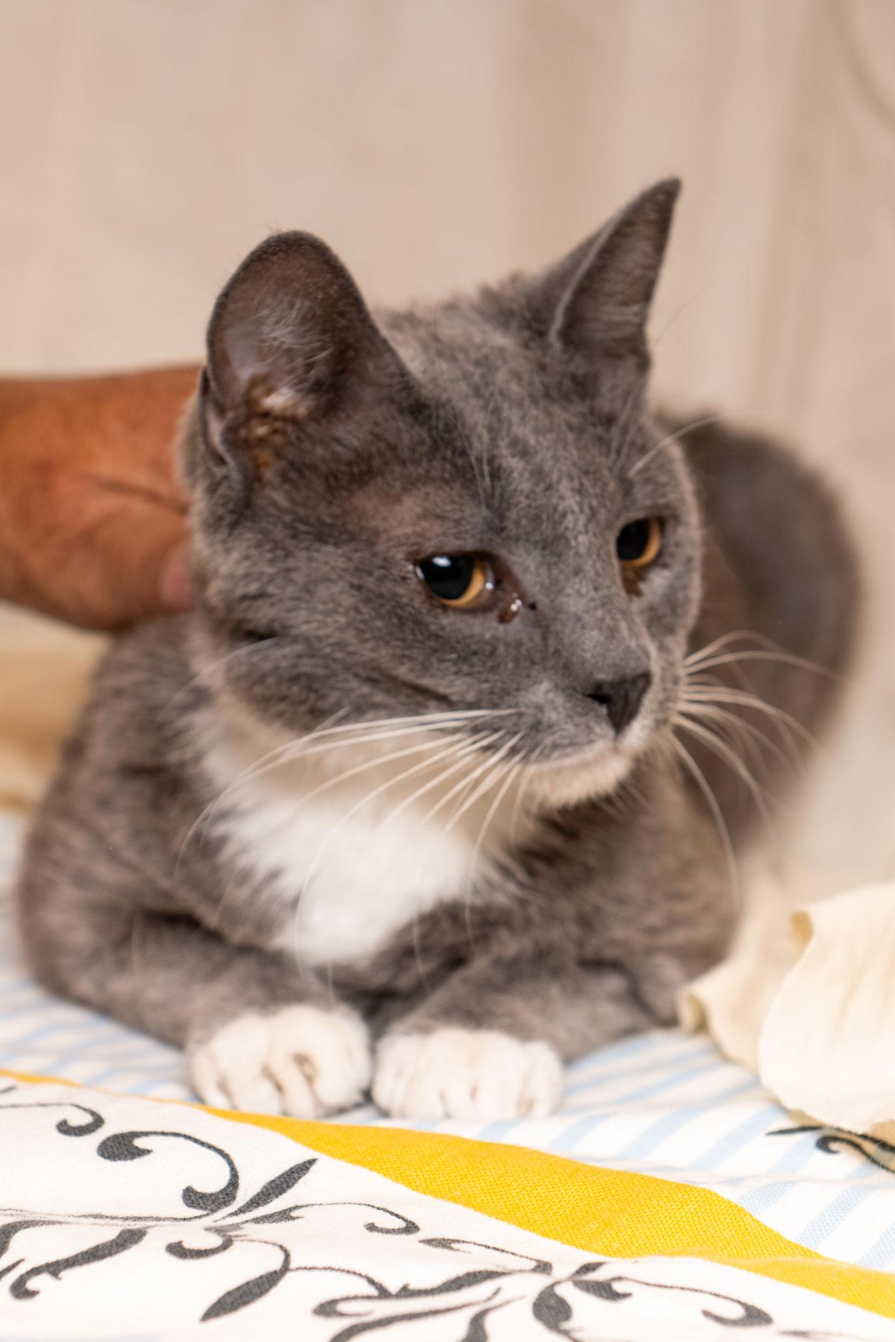 Miss Kitty, Adoptable, Young Female Domestic Short Hair.