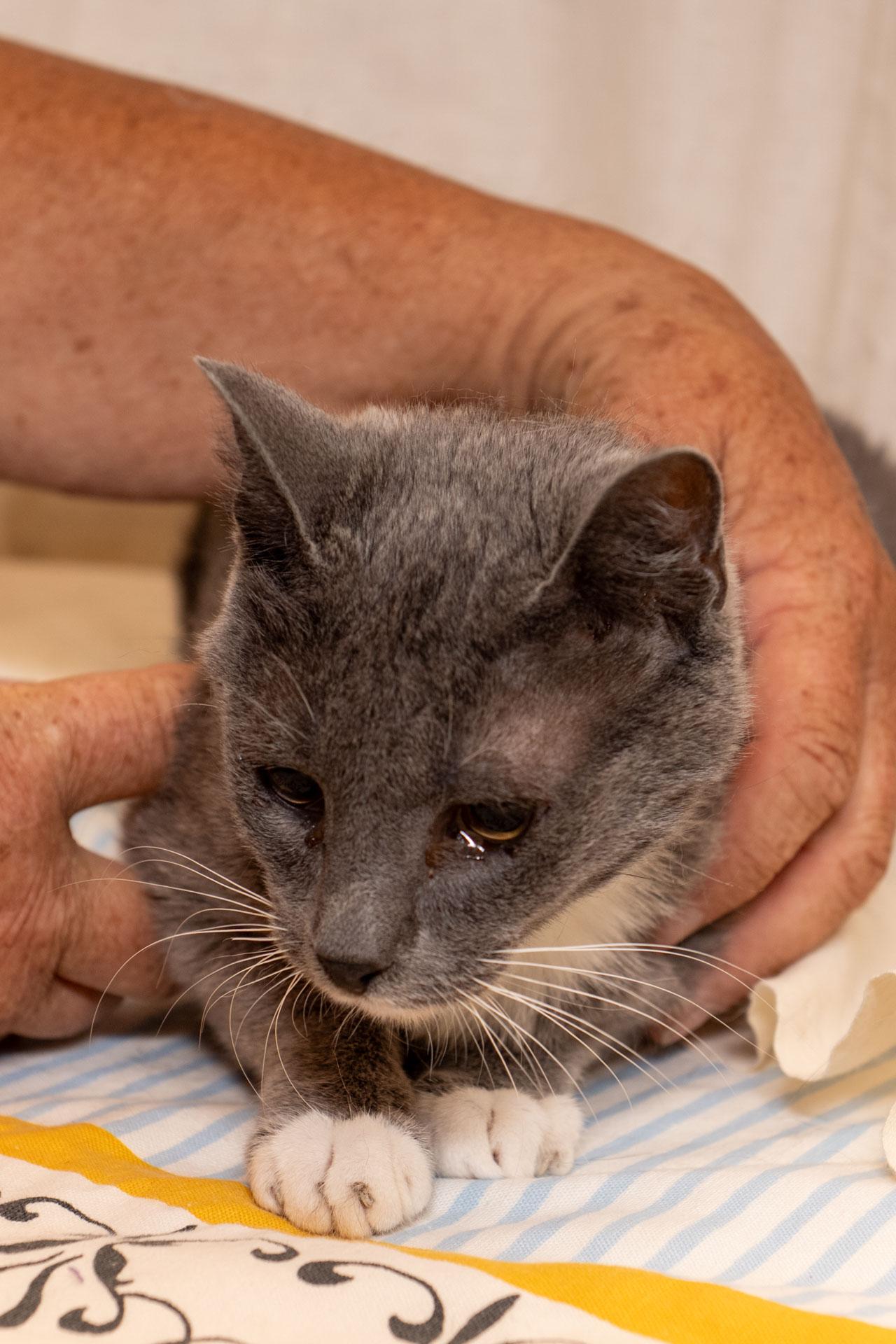 Enlarge Miss Kitty, a Adoptable Domestic Short Hair in Cardwell, MT image 2/2