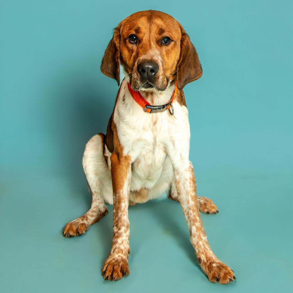 Enlarge Dugger, a Adoptable Coonhound in Jefferson city, TN image 1/2