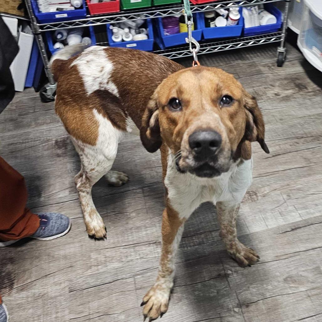 Enlarge Dugger, a Adoptable Coonhound in Jefferson city, TN image 1/1