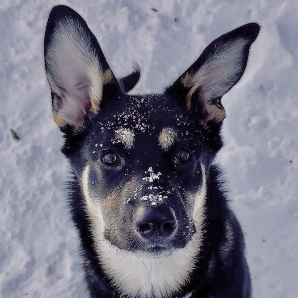 Tinkerbell, Adoptable, Puppy Female Shepherd.