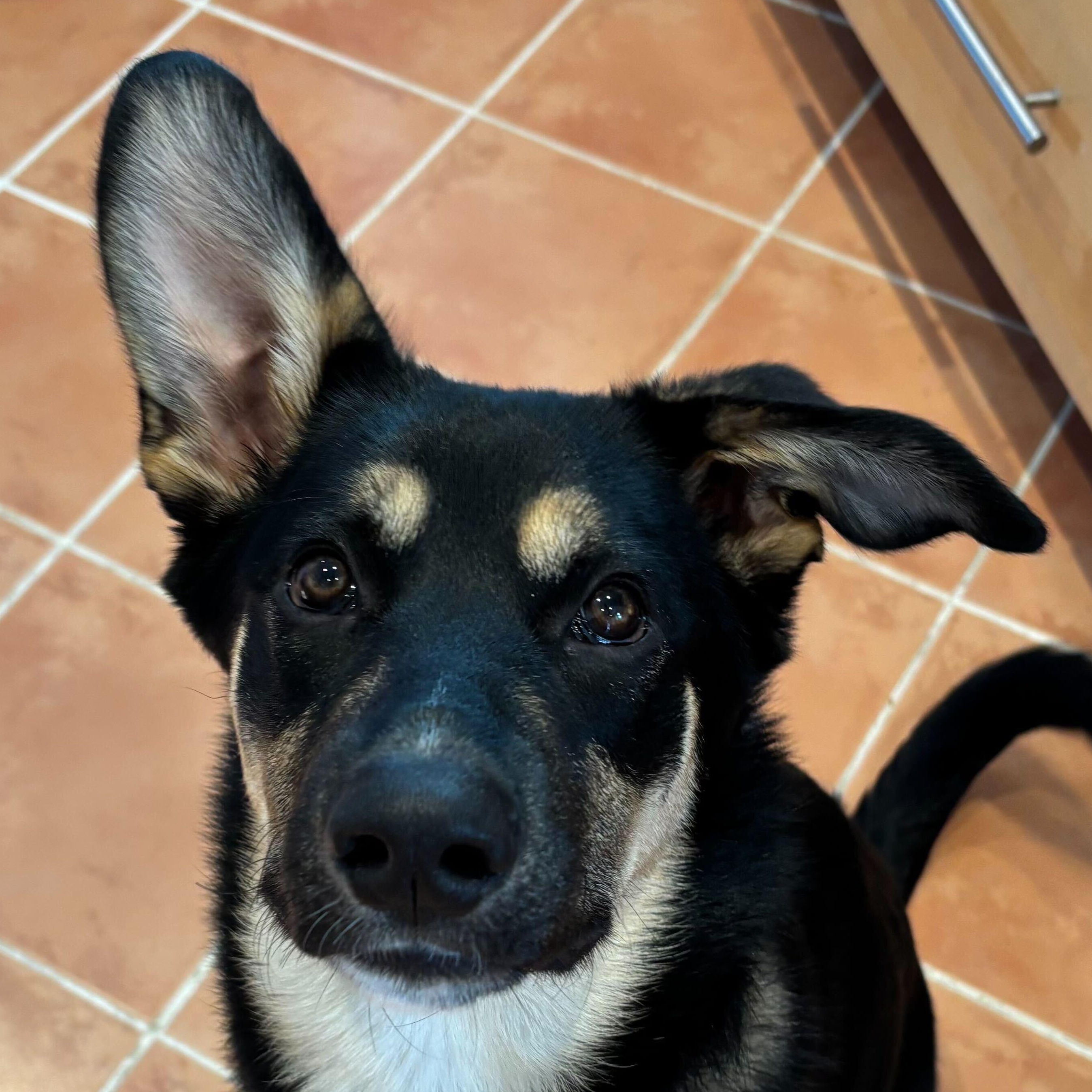 Enlarge Tinkerbell, a Adoptable mixed breed in Oakville, ON image 2/6