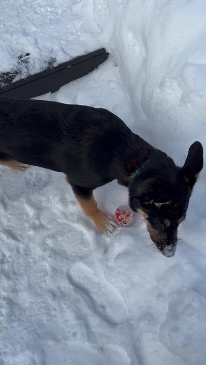 Enlarge Tinkerbell, a Adoptable mixed breed in Oakville, ON video 3/6