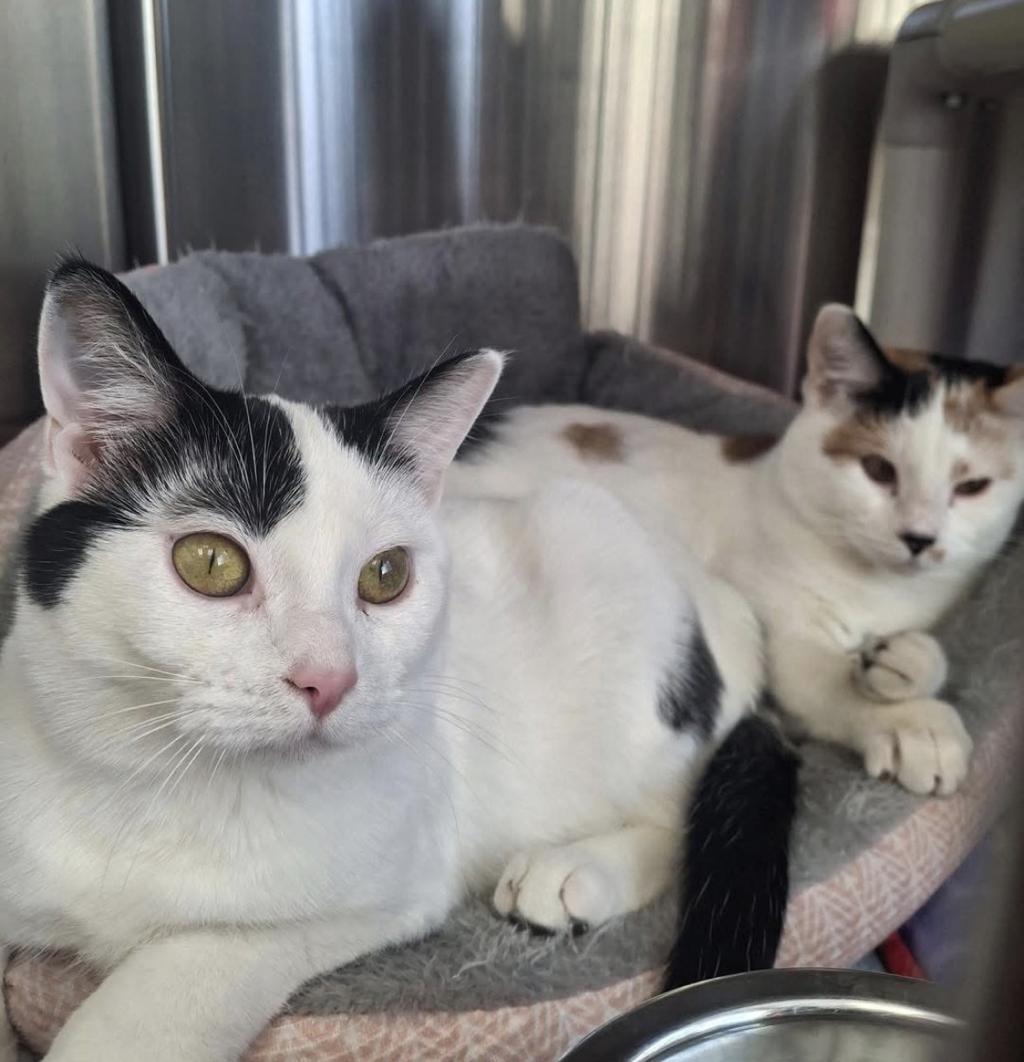 CHLOE and BELLA - BONDED PAIR, ADOPTABLE, Adult Female Domestic Short Hair.