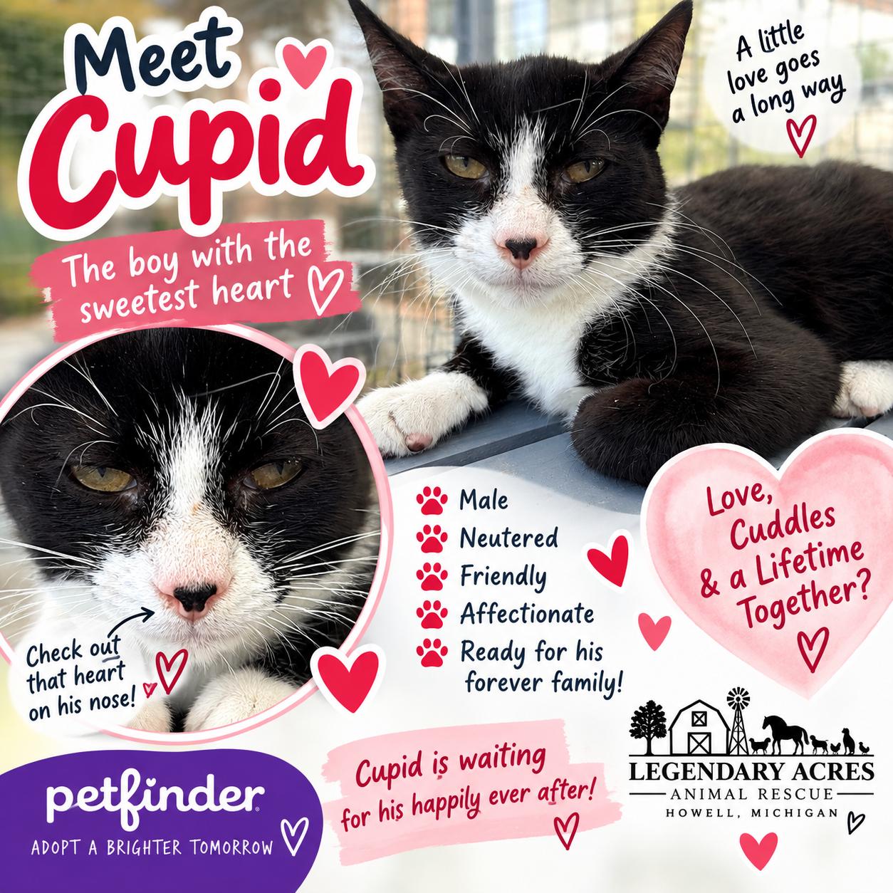 Cupid, ADOPTABLE, Young Male American Shorthair.