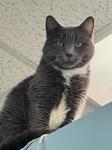 Sammy Jean, adopted, Adult Female Domestic Short Hair.