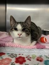 Enlarge Bilbo Baggins, a ADOPTABLE Domestic Short Hair in Lock Haven, PA image 1/1