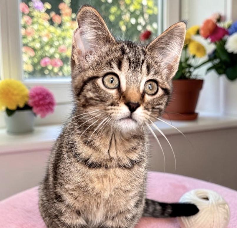 Rose, an adopted Tabby in Perry, IA image 1/3