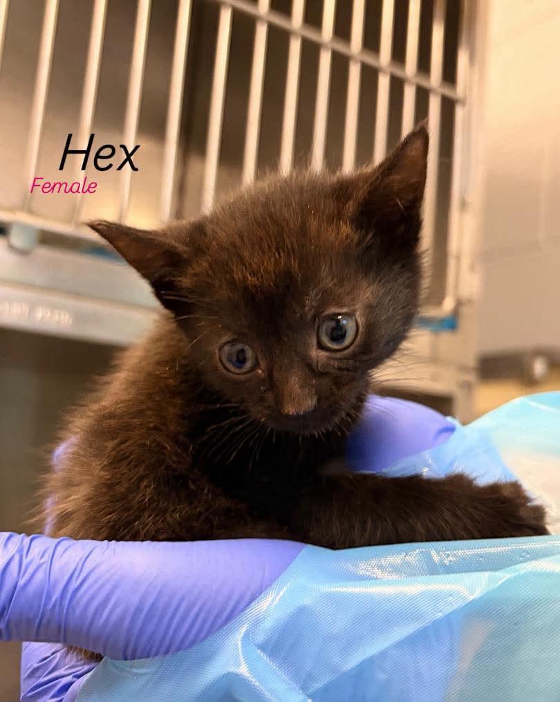Hex, Adoptable, Kitten Female Domestic Short Hair.