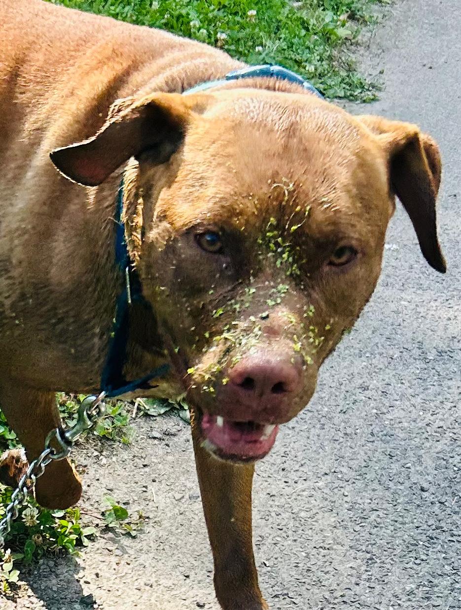 Enlarge Trey, a Adoptable mixed breed in Accord, NY image 2/2