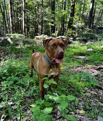 Enlarge Trey, a Adoptable mixed breed in Accord, NY image 1/2